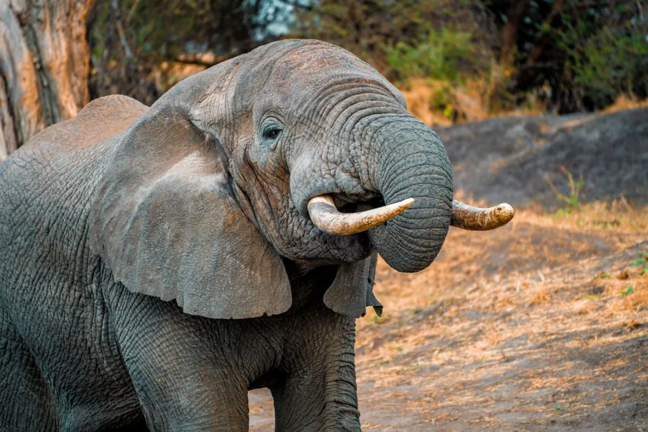 Schema tecnico di MCP Postgres che collega un agente IA a un database PostgreSQL per sviluppatori e manager IT.